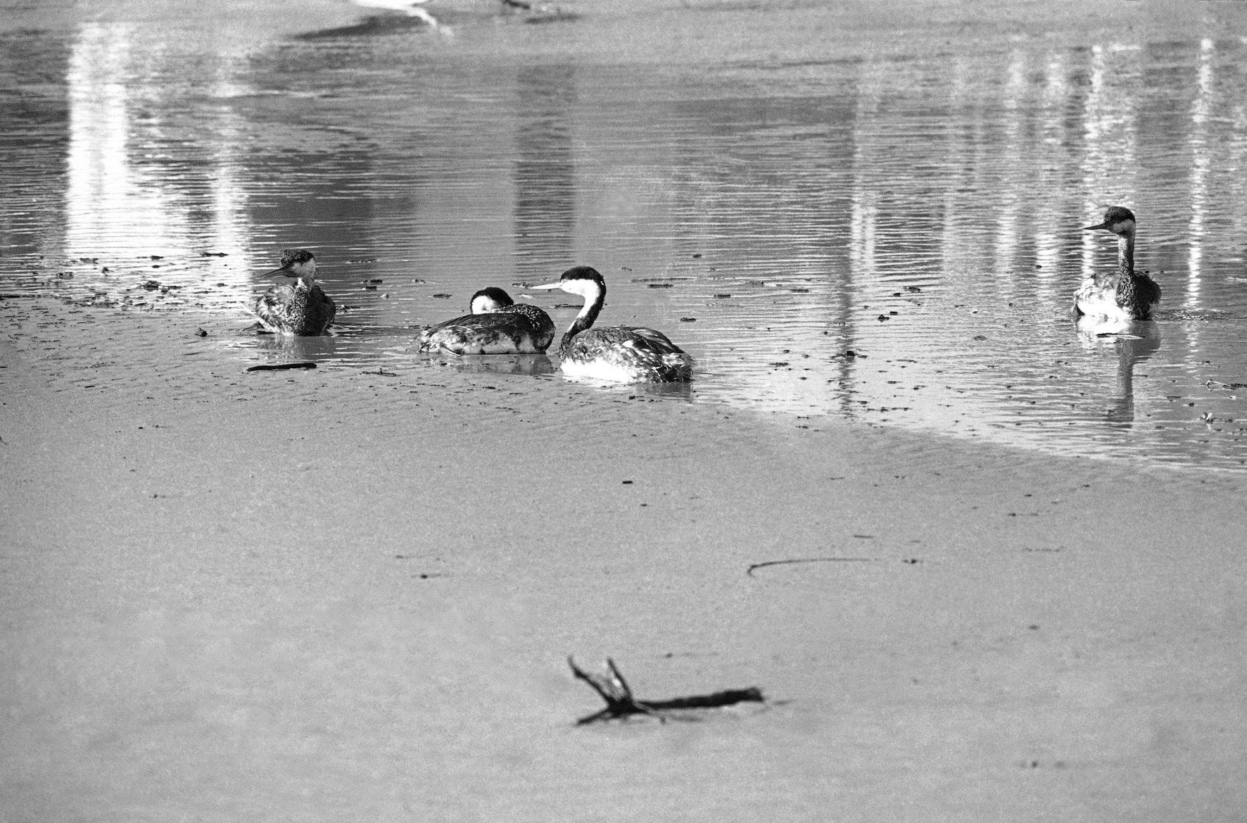 Water Pollution U.S. California Oil Well 1969